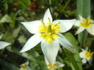Tulipa Turkestanica (2016, March 30)