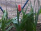 050420162931