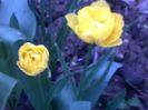 050420162939
