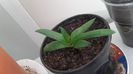 Gasteria