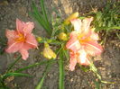 hemerocallis