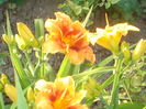 hemerocallis
