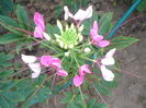 cleoma