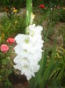 gladiola