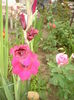 gladiola
