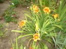 hemerocallis