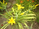 hemerocallis