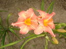 hemerocallis