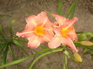 hemerocallis