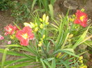 hemerocallis