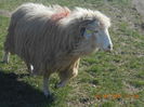 Picture 378