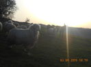 Picture 523