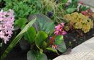 bergenia "winter glow"