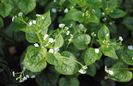 Brunnera mr morse