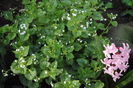 Brunnera mr morse