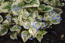 brunnera variegata