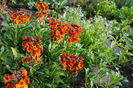 micsunele & myosotis