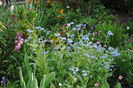 myosotis