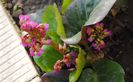 bergenia "winter glow"