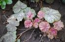 heuchera van gogh