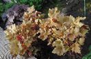 heuchera marmelade