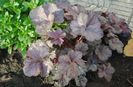 heuchera rave on