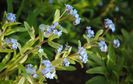 myosotis