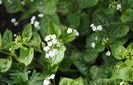 Brunnera macrophylla Variegata