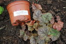 heuchera americana marvelous-marble