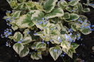 6 04,Brunnera macrophylla Variegata