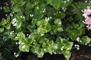 Brunnera mr morse