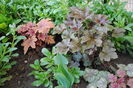 sweet tea +heuchera americana palace purple