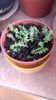 Sedum
