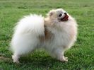 pomeranian-021