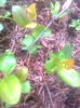 Butasi Aronia Nero,6.04.2016