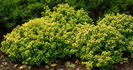 Berberis-thunbergii-Tiny-Gold  25