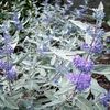 caryopteris sterling silver 20