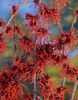 Hamamelis-x-intermedia-Feuerzauber_60