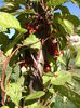 Schisandra Inrosita