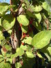 Schisandra Inceputul Inrosirii