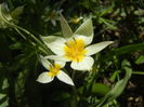 Tulipa Turkestanica (2016, March 31)