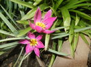 Tulipa pulchella Violacea (2016, March 31)