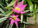 Tulipa pulchella Violacea (2016, March 31)