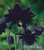 aquilegia neagra 