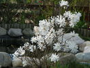 magnolia stellata