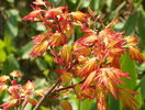 acer palmatum Katsura