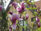 magnolis Susan