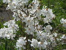 magnolia stellata