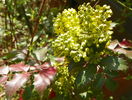 mahonia aquifolium