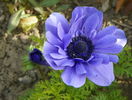 anemone Lord Lieutenant
